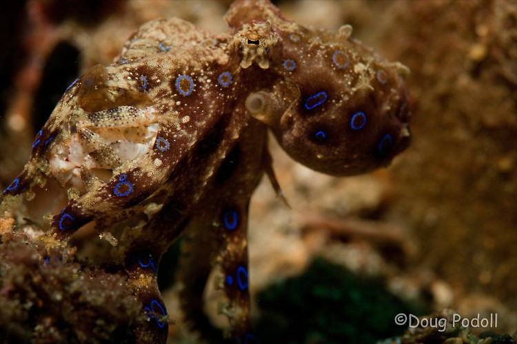 Blue-ringed octopus, Hapalochlaena sp, Lembeh Strait Indonesia February 2013