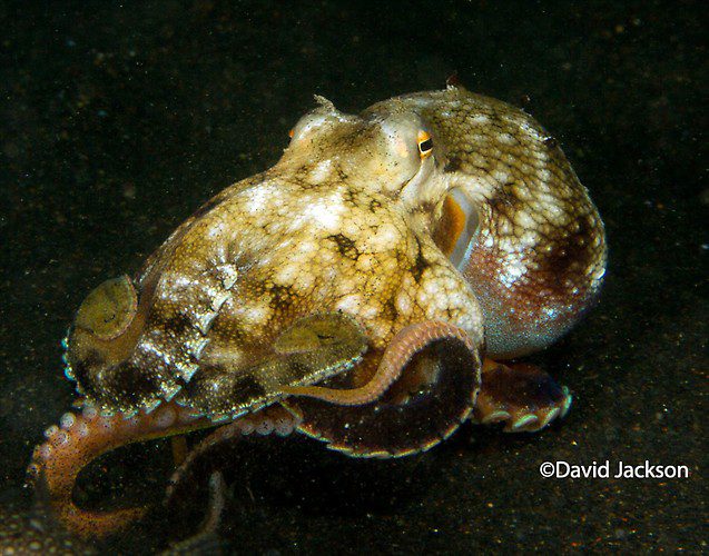 Coconut octopus, Amphioctopus marginatus, Lembeh Strait Indonesia, December 2013