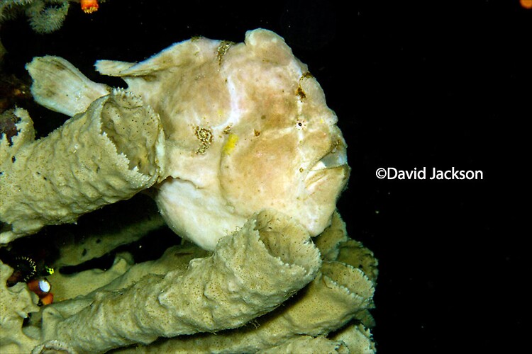 Giant frogfish, Antennarius commerson, Lembeh Strait Indonesia, December 2013
