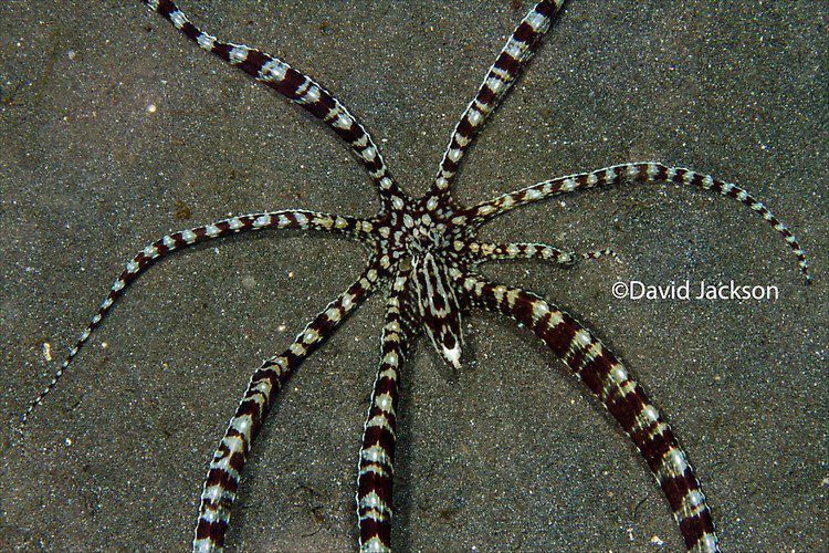Mimic octopus, Thaumactopus mimicus, Lembeh Strait Indonesia, 
