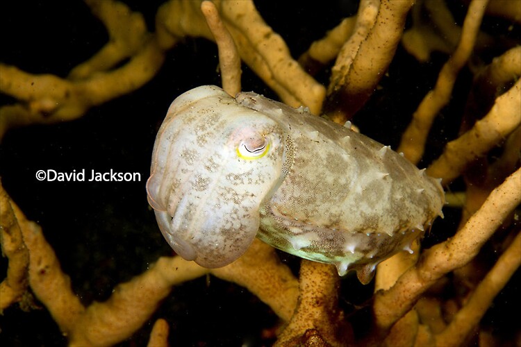 Broadclub cuttlefish, Sepia latimanus, Lembeh Strait Indonesia December 2013