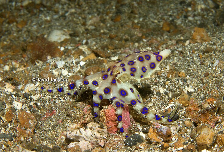 Blue-ringed Octopus, Hapalochlaena sp. Lembeh Strait Indonesia December 2013