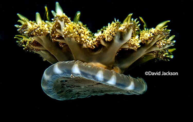Upside-down Jellyfish, Cassiopea xamachana, Lembeh Strait Indonesia 2013