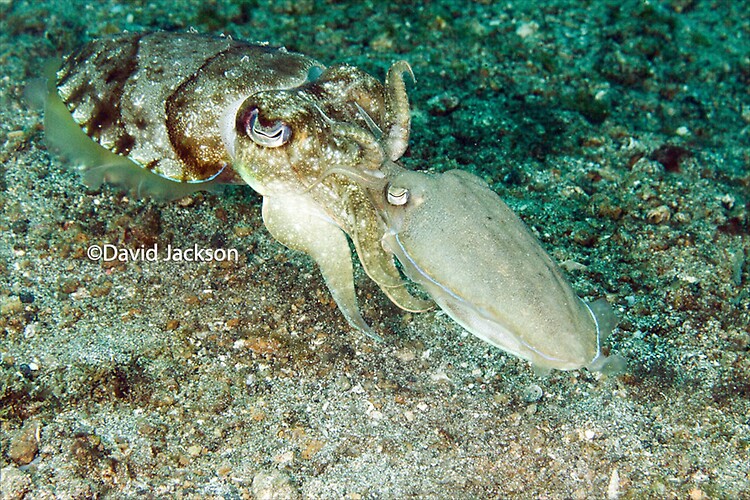 Cuttlefish-Mating---DJ