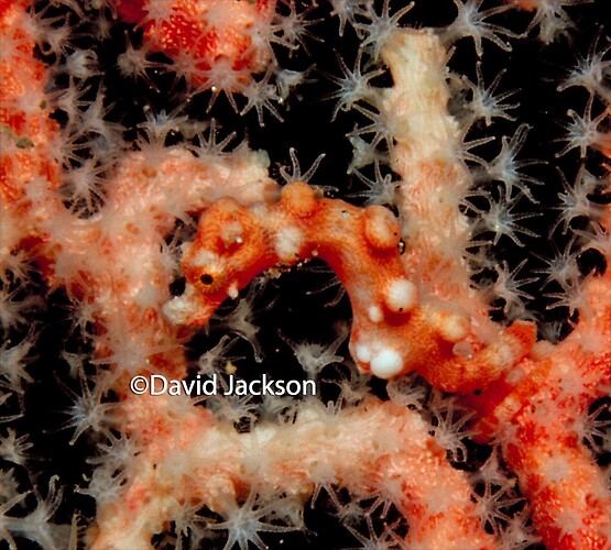 pygmy seahorse denise, Hippocampus denise, Lembeh Strait Indonesia December 2013