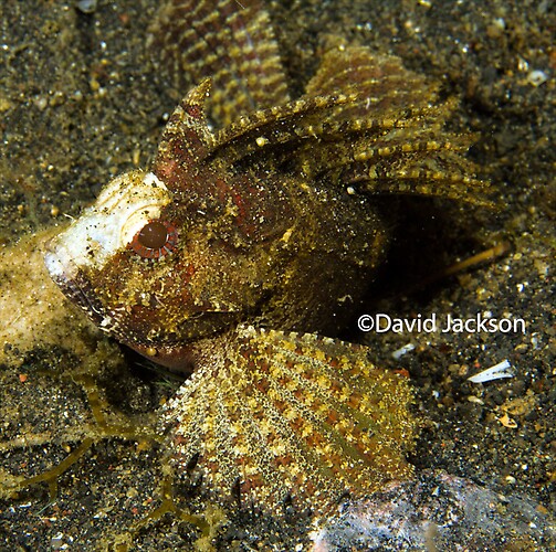 Long spine waspfish, Paracentropogon longispinis, Lembeh Strait Indonesia December 2013