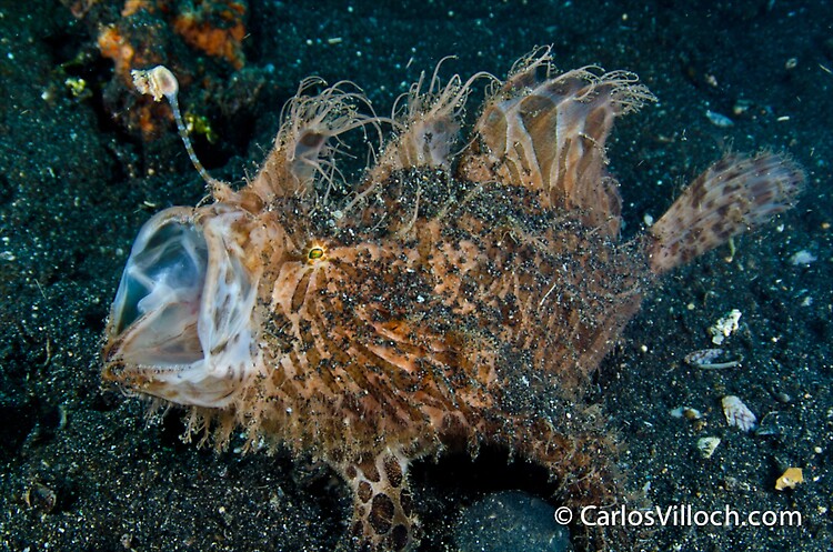 Hairy FrogFish 