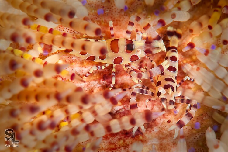 Coleman Shrimp (Periclimenes colemani), Lembeh Resort, Indonesia, October 2012