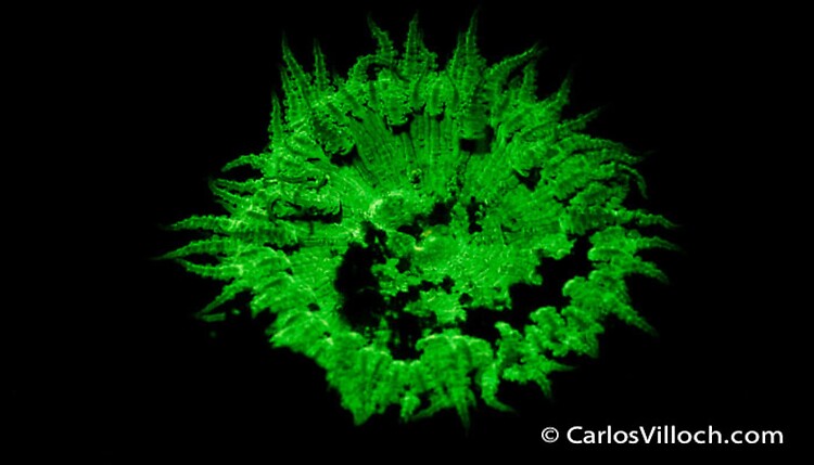 Heteractis sp. Anemone Florescent 