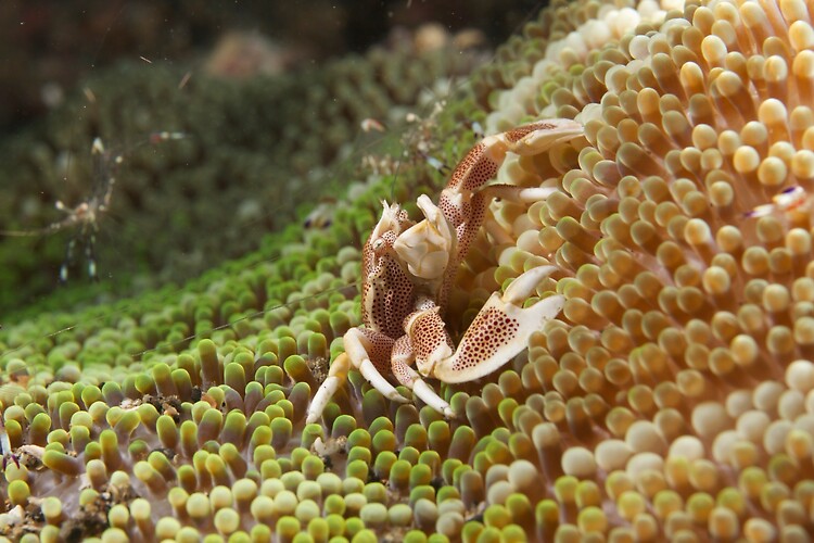  Porcelain Crab, Critters@Lembeh, Diving Linda Cappelo