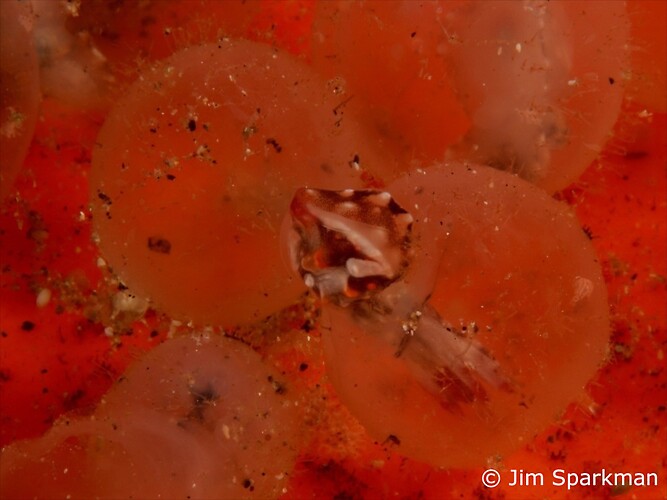 Baby Flamboyant cuttlefish hatching