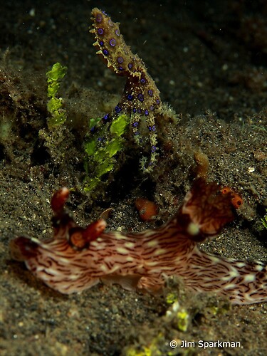 Blue Ringed Octopus & Jorunna rubescens nudibranch