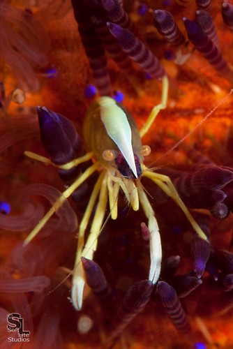 Brook's urchin shrimp (Allopontonia brooki), Lembeh Resort Indonesia, October 2012