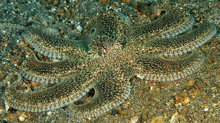 Octopus sp 1, Lembeh Strait Indonesia, April 2012