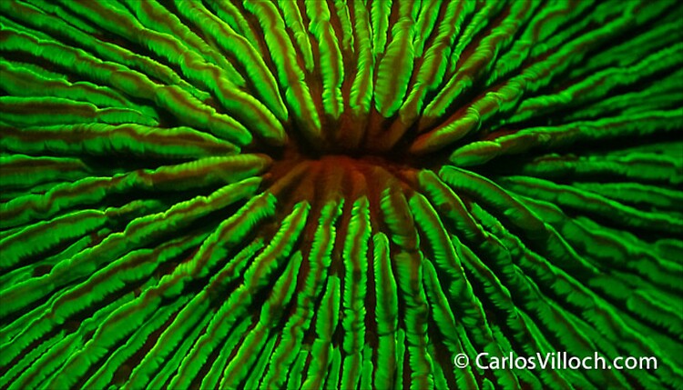 Mushroom Coral Florescent