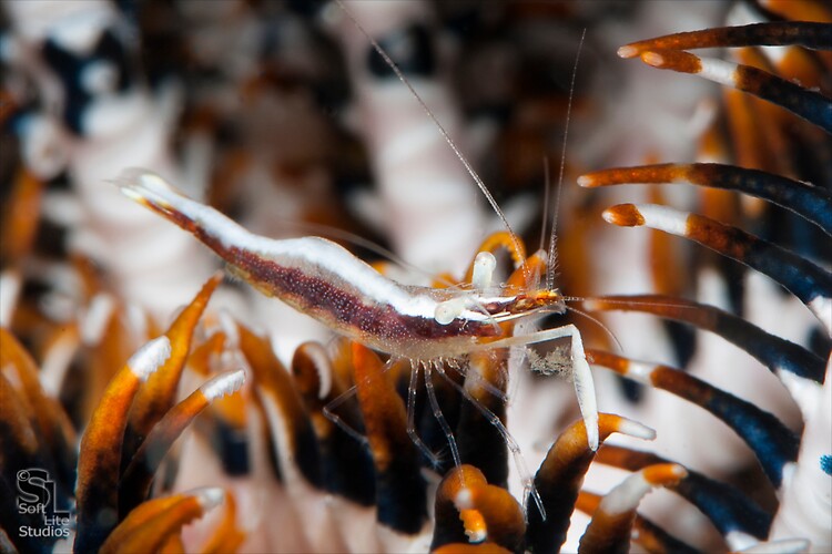 Twin-Stripe crinoid shrimp (Periclimenes affinis), Lembeh Resort, Indonesia, October 2012