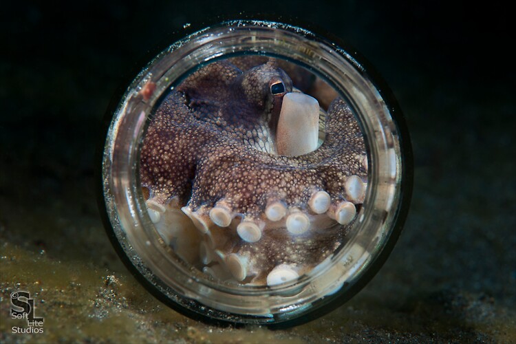 Coconut Octopus (Amphioctopus marginatus), Lembeh Resort, Indonesia, October 2012