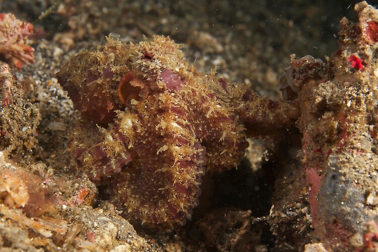 Algae Octopus, Critters@Lembeh, Diving 
