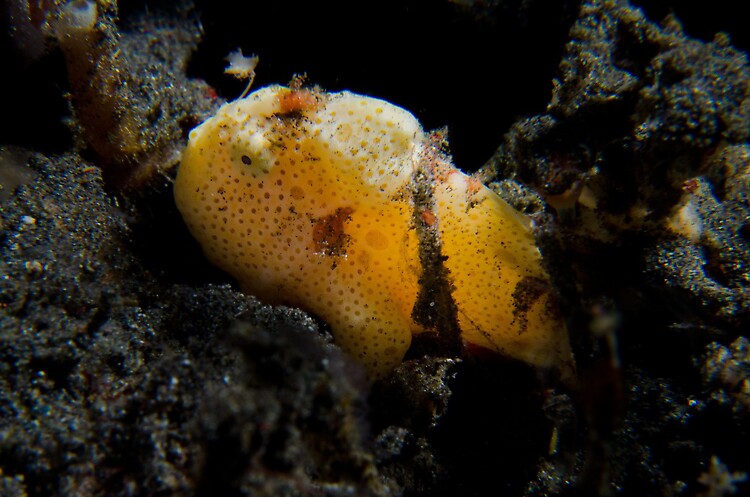 Painted Frogfish-EF Dixon