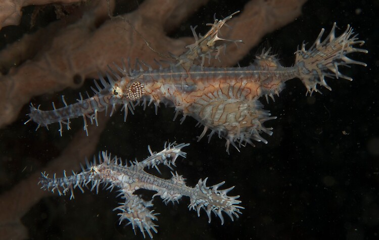 Ornate Ghost Pipe Fish, Solenostomus paradoxes, Lembeh Strait Indonesia November 2012