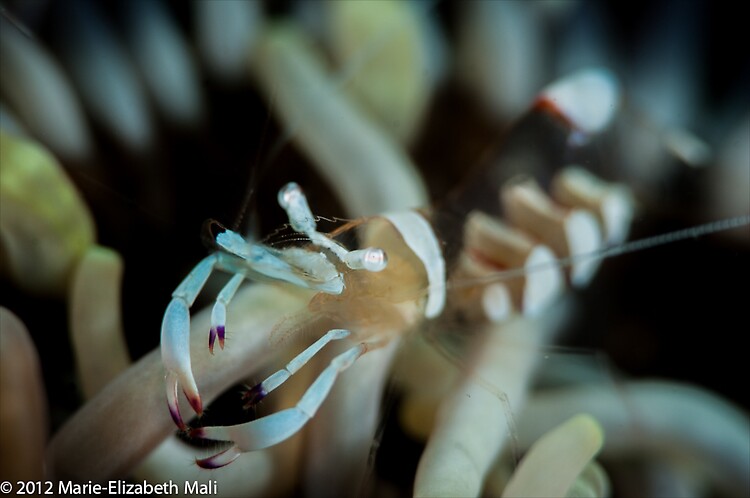 Cleaner Shrimp/ Holthuisi Commensal Shrimp