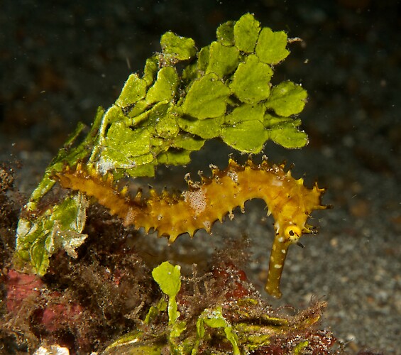 Thorny Seahorse, Hippocampus histrix, Lembeh Strait Indonesia November 2012