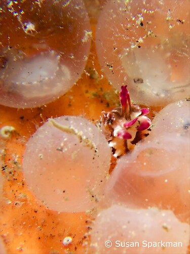  Baby Flamboyant cuttlefish hatching