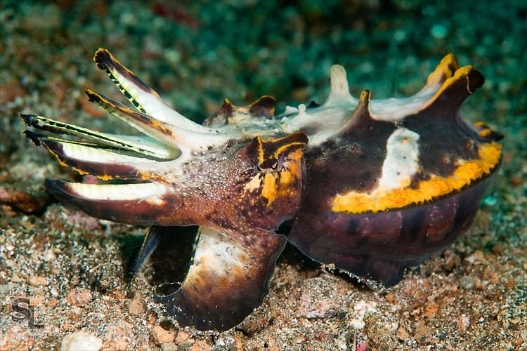 Flamboyant Cuttlefish (Metasepia pfefferi), Lembeh Resort Indonesia, October 2012