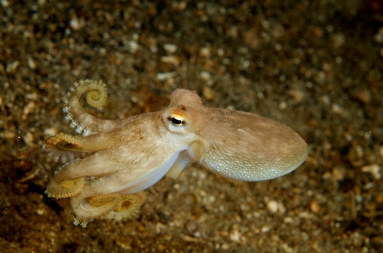 Coconut Octopus, Octopus marginatus, Lembeh Strait Indonesia November 2012 