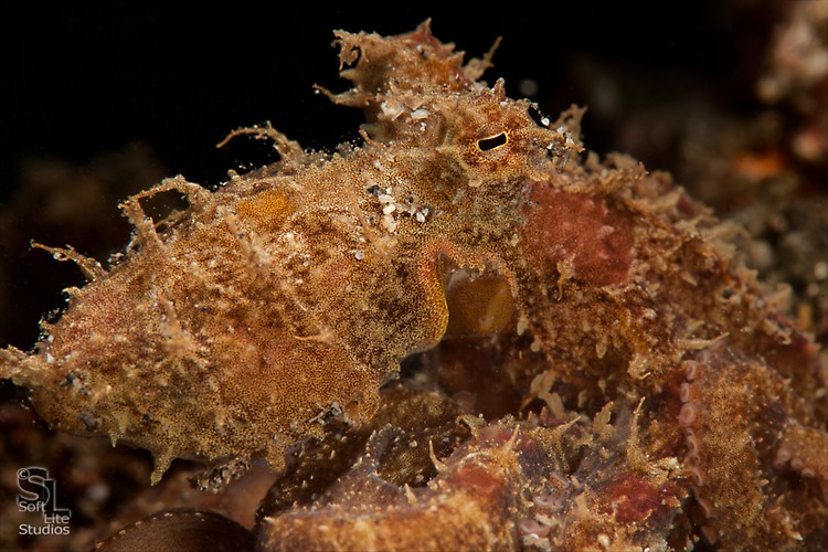 Algae Octopus (Abdopus abaculus), Lembeh Resort Indonesia, October 2012