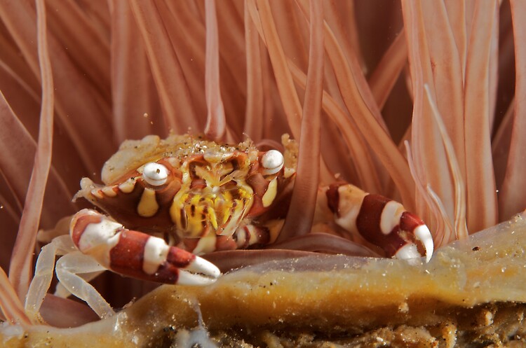 Harlequin swimming crab, Lissocarcinus laevis, November 2012