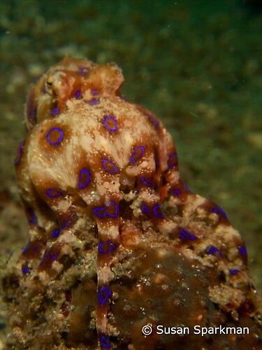 Blue ringed Octopus
