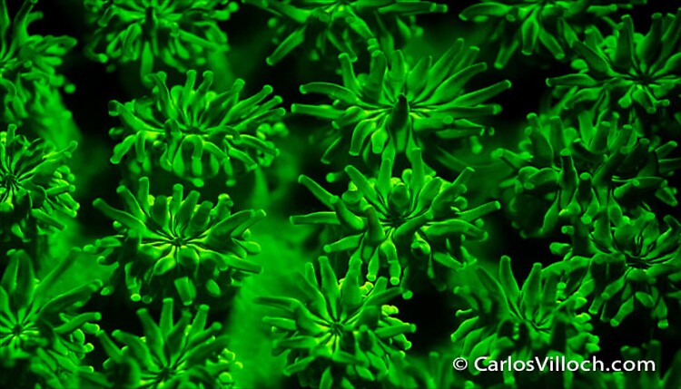 Galaxea sp. Hard Coral Florescent