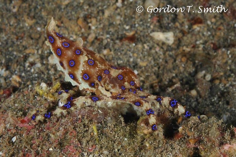 Midring Blue-ringed Octopus, Hapalochlaena sp.4, Lembeh Strait Indonesia, august 2013