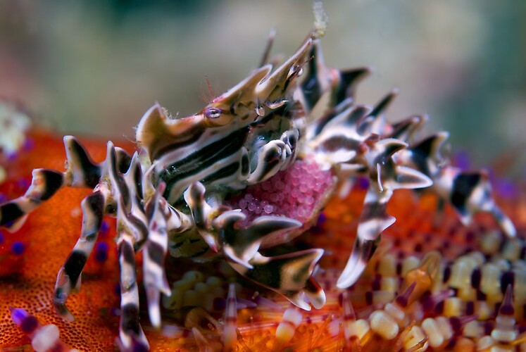 Zebra urchin crab,Zebrida adamsii,Gotmuck,Critters@Lembeh Lembeh Resort,Lembeh Strait  Indonesia 2016