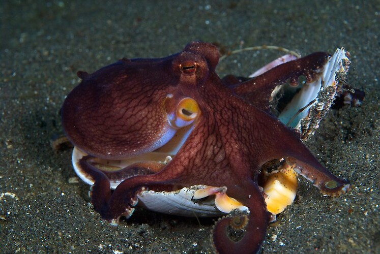Coconut octopus,Amphioctopus marginatus,Gotmuck,Critters@Lembeh Lembeh Resort,Lembeh Strait  Indonesia 2016