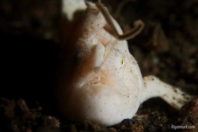 HAIRY FROGFISH (Antennarius striatus), Lembeh Strait, Indonesia, April 2013