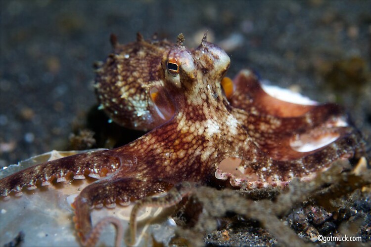 COCONUT OCTOPUS OR VEINED OCTOPUS (Octopus marginatus), Lembeh Strait, Indonesia, April 2013