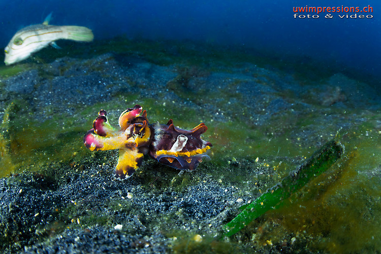 flamboyant cuttlefish, Metasepia pfefferi, Lembeh Strait Indonesia August 2015