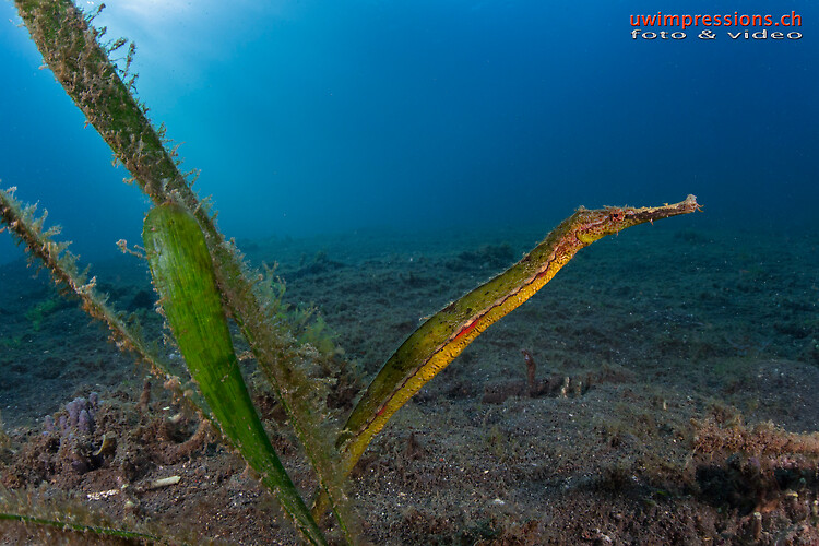 Double-ended pipefish, Syngnathoides biaculeatus, Lembeh Strait Indonesia August 2015