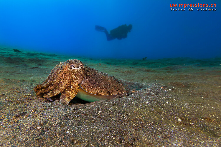 Needle Cuttlefish, Sepia aculeata, Lembeh Strait Indonesia August 2015