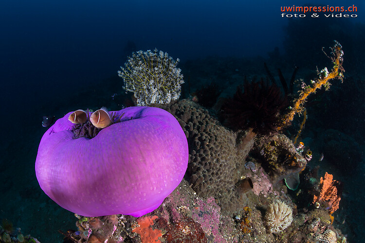 Pink skunk clownfish, Amphiprion perideraion Lembeh Strait Indonesia 2015