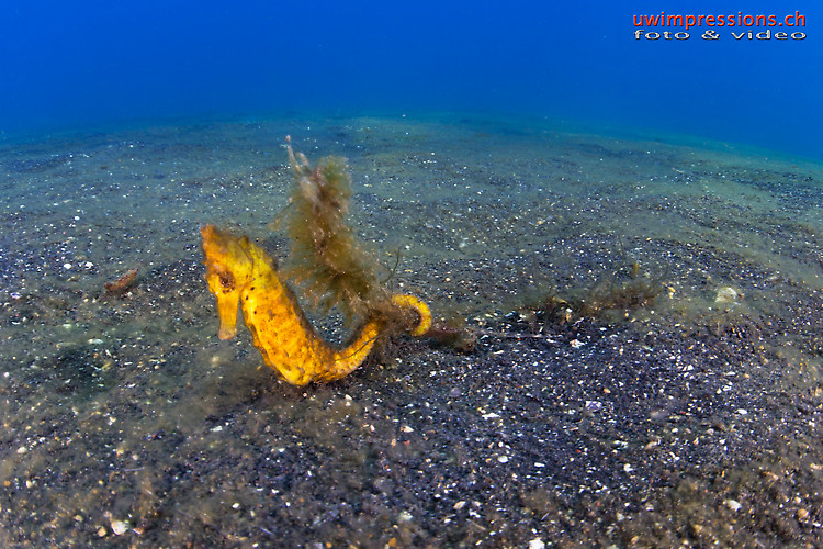 Yellow common seahorse, Hippocampus kuda, Lembeh Strait Indonesia August 2015