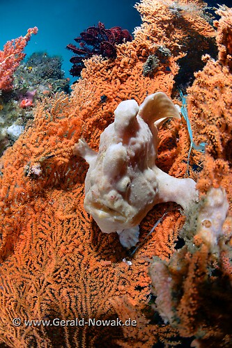 Giant Frogfish (Antennarius commersoni) Lembeh Strait Indonesia 2013