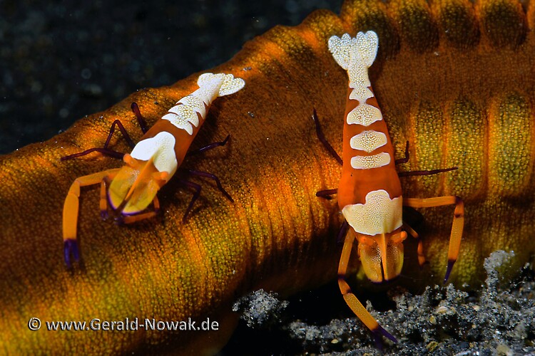 Emperor Shrimp (Periclimenes imperator) Lembeh Strait Indonesia 2013