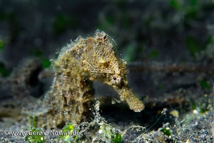 Common Seahorse (Hippocampus taeniopterus) Lembeh Strait Indonesia 2013
