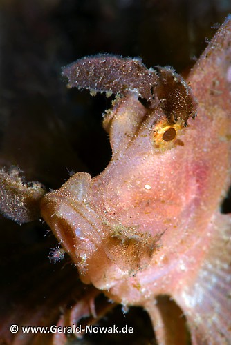 Weedy Scorpionfish (Rhinopias frondosa) Lembeh Strait Indonesia 2013
