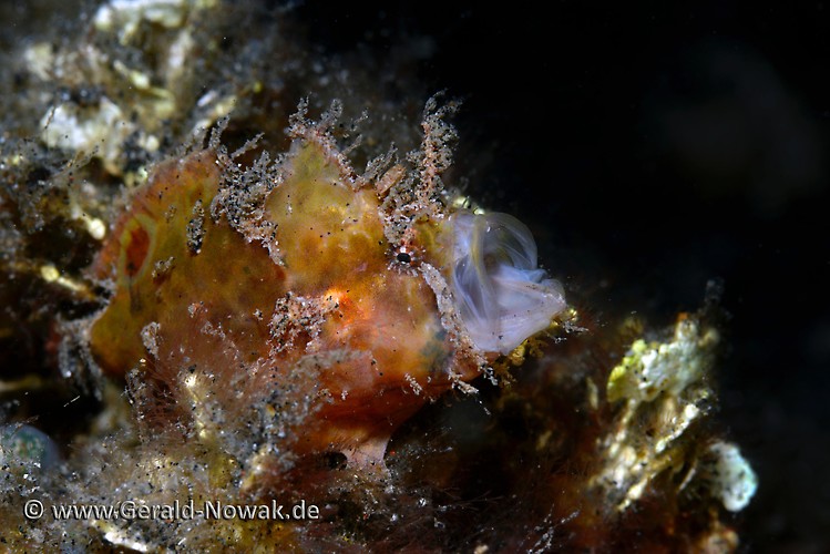 Scarlet/ Freckled Frogfish (Antennarius coccineus) Lembeh Strait Indonesia 2013
