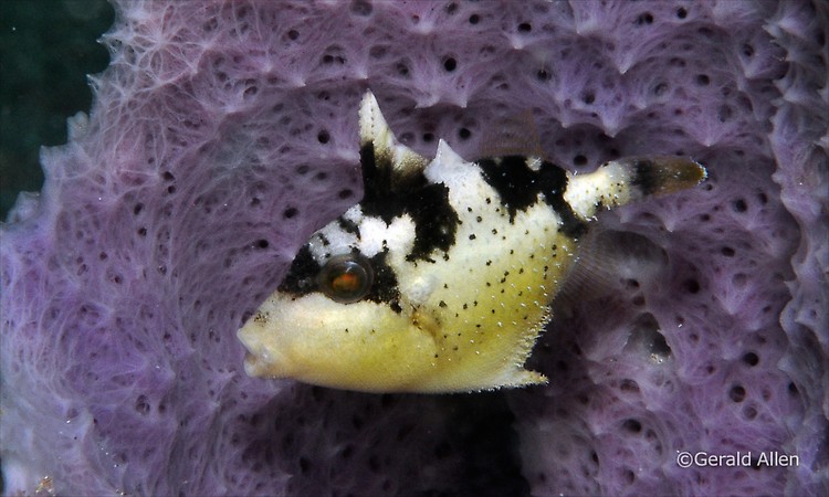 Yellowmargin triggerfish Pseudobalistes flavimarginatus juv Lembeh Strait Indonesia July 2014