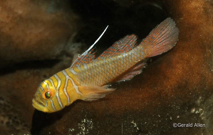 Ribbon Reefgoby Priolepis vexilla Lembeh Strait Indonesia July 2014
